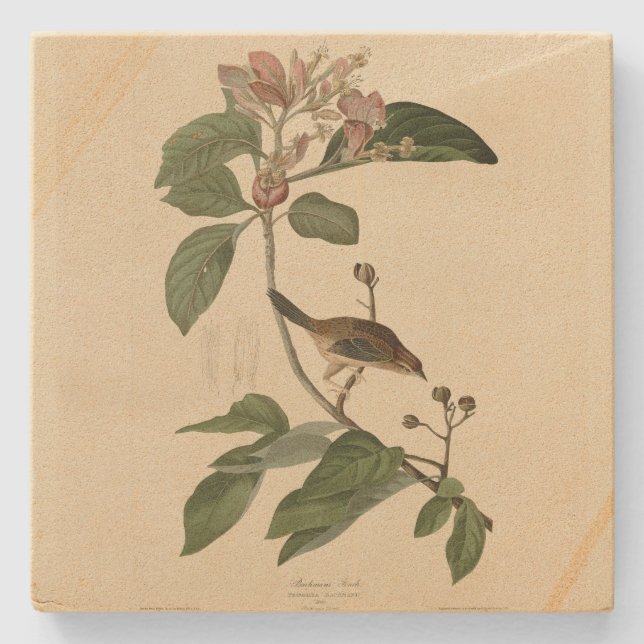 Porta-copo De Pedra Bachman's Finch (Sparrow) Audubon Birds of America (Frente)