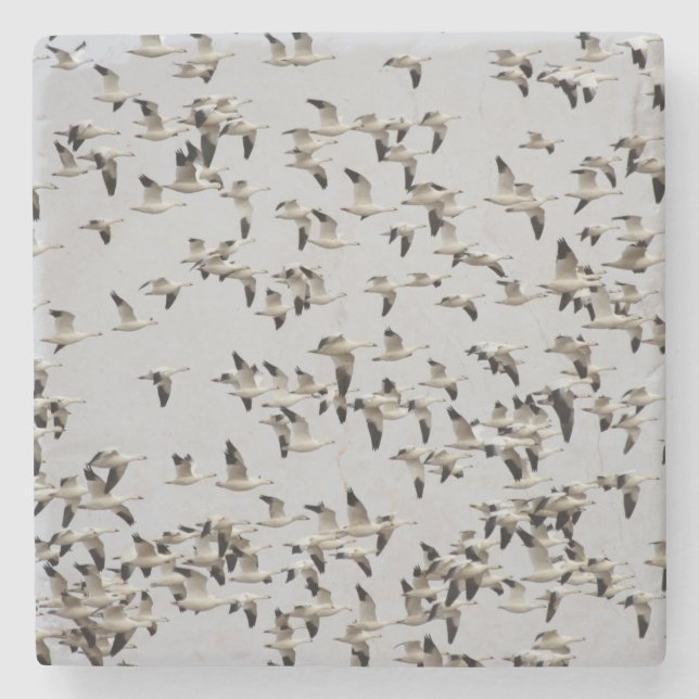 Porta-copo De Pedra Bando de Gansos em Voo (Frente)