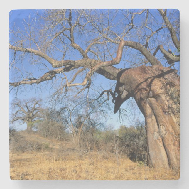 Porta-copo De Pedra Baobá (Adansonia Digitata), Nacional Kruger (Frente)