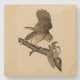 Porta-copo De Pedra Barred Owl, os Pássaros da América de John James A