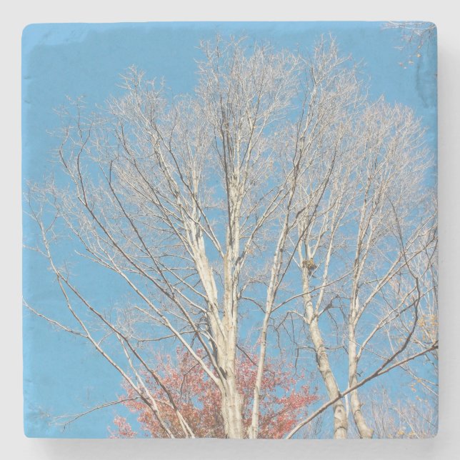 Porta-copo De Pedra Barren Trees (Frente)