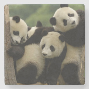 Porta-copo De Pedra bebês de panda gigante Ailuropoda melanoleuca)