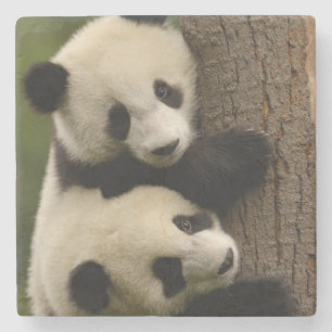 Porta-copo De Pedra Bebês de panda gigante (Ailuropoda melanoleuca) 2