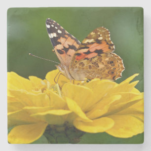 Porta-copo De Pedra Bela Borboleta em uma Flor Amarela