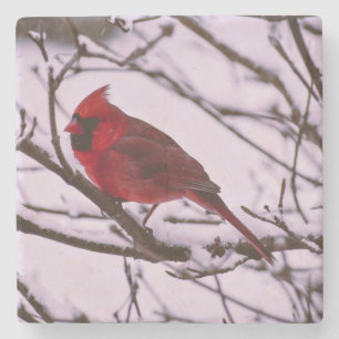 Porta-copo De Pedra Belo Cardinal Vermelho em uma Árvore Cheia de Neve
