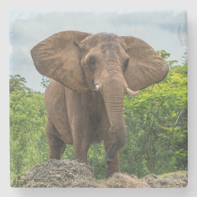 Porta-copo De Pedra Belo Elefante Tocando na Grama (Frente)