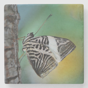Porta-copo De Pedra Belo Mosaico Zebra Borboleta