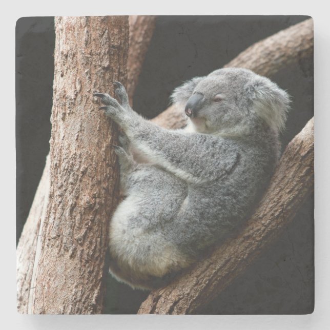 Porta-copo De Pedra Belo Urso Koala em uma árvore (Frente)