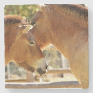 Porta-copo De Pedra Belos Cavalos