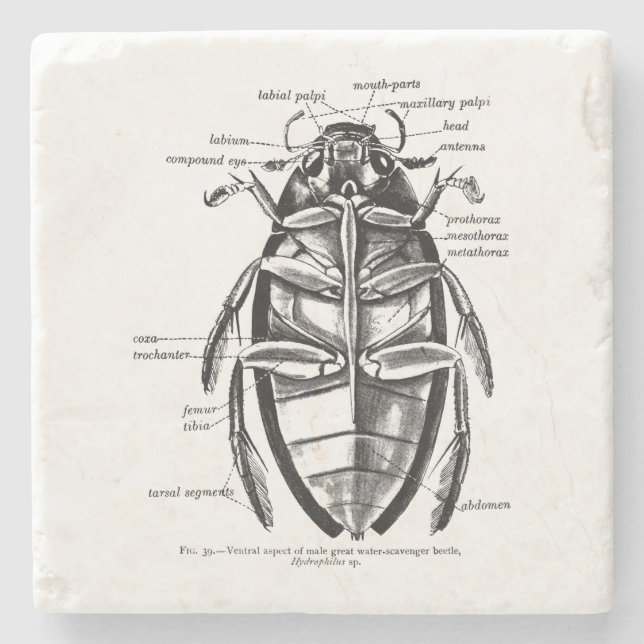 Porta-copo De Pedra Besouro do limpador de Hydrophilidae da (Frente)