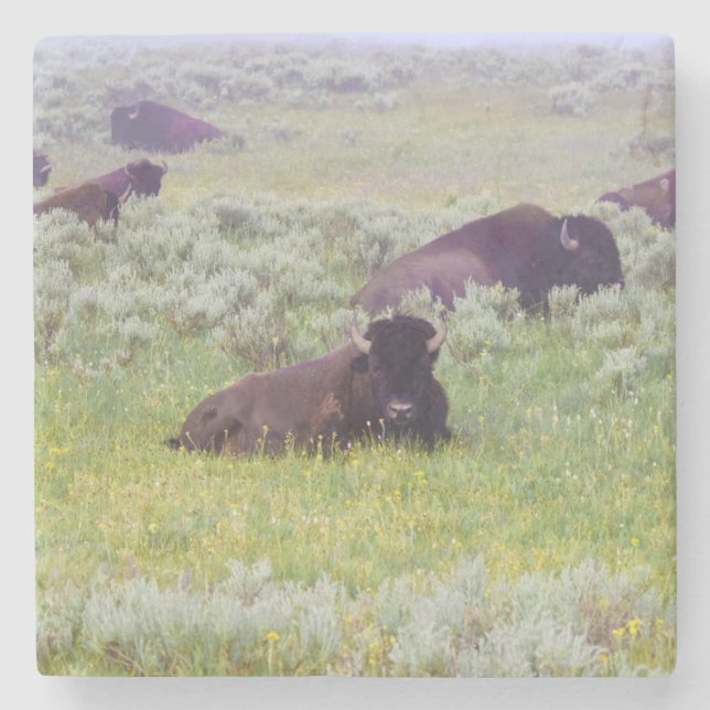 Porta-copo De Pedra Bison Amortecedor (Frente)