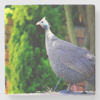 Porta-copo De Pedra Blue Helmeted Guiné Fowl ao sol