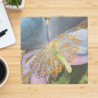 Porta-copo De Pedra Blue Poppy Bloom Floral