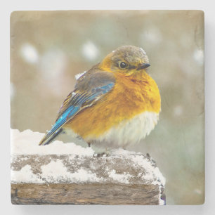 Porta-copo De Pedra Bluebird oriental na neve - Foto original