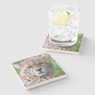 Porta-copo De Pedra Bobo Cheetah Cub