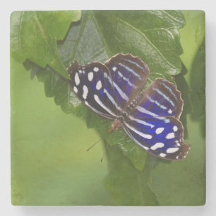 Porta-copo De Pedra Borboleta azul mexicana