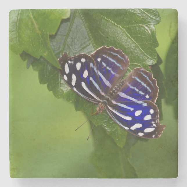 Porta-copo De Pedra Borboleta azul mexicana (Frente)