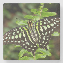 Porta-copo De Pedra Borboleta-de-jay