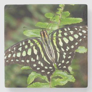 Porta-copo De Pedra Borboleta-de-jay