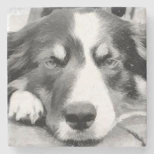 PORTA-COPO DE PEDRA BORDER COLLIE