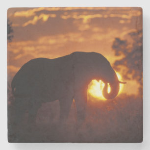 Porta-copo De Pedra Botswana, parque nacional de Chobe, elefante de