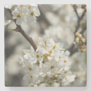 Porta-copo De Pedra Bradford Select Focus