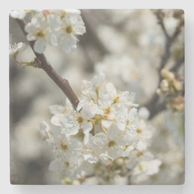 Porta-copo De Pedra Bradford Select Focus (Frente)