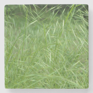 Porta-copo De Pedra Bromus tectorum