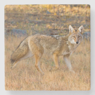 Porta-copo De Pedra Caça de coiote (Canis Latrans)