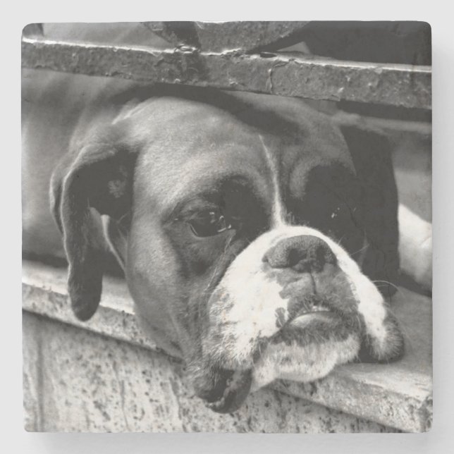 Porta-copo De Pedra Cachorro-Boxeador No Litoral De Windowsill (Frente)