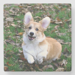 Porta-copo De Pedra Cachorro Corgi Corgês Cortado Pulando