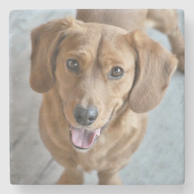 Porta-copo De Pedra Cachorro Gelado (Frente)