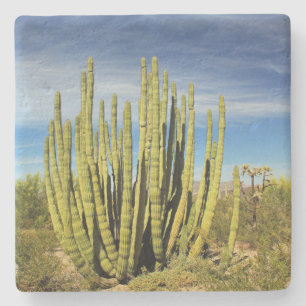 Porta-copo De Pedra Cacto do tubo orgânico em Arizona, porta copos de