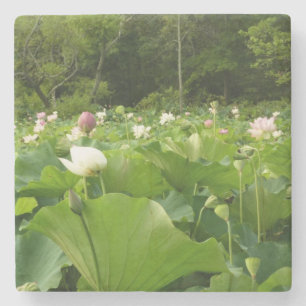 Porta-copo De Pedra Campo das Flores de Lotus no Jardim de Verão