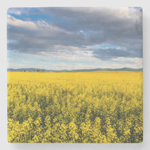 Porta-copo De Pedra Campo de Canola à Luz do Final da Tarde