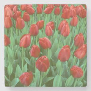 Porta-copo De Pedra Campo de tulipas floresce na primavera.