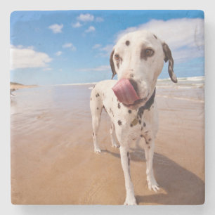 Porta-copo De Pedra Cão Dalmatian na praia