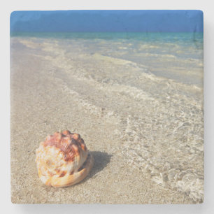 Porta-copo De Pedra Capacete Shell em Lagoon  tropical Cassis Rufa