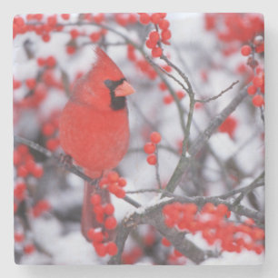 Porta-copo De Pedra Cardinal-vermelho macho, Inverno, IL