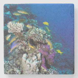 Porta-copo De Pedra Cardumes de Salmonete em torno de pequeno coral