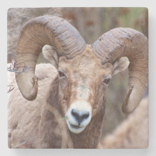 Porta-copo De Pedra Carneiros de Bighorn da montanha rochosa