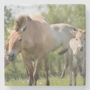 Porta-copo De Pedra Cavalo de Przewalski e potro andando