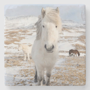 Porta-copo De Pedra Cavalo islandês branco, Islândia