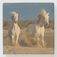 Cavalos brancos que funcionam na praia | Camargue,