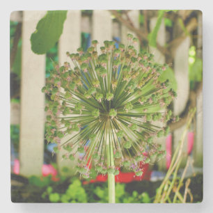 Porta-copo De Pedra Cebola Ornamental