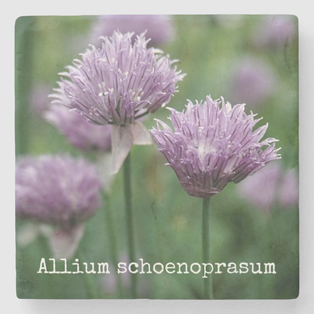 Porta-copo De Pedra Cebolinho do jardim (Frente)