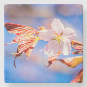 Porta-copo De Pedra Céu Azul Rosa Sakura Flor