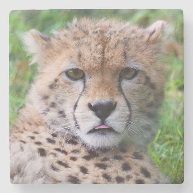 Porta-copo De Pedra Cheetah (Frente)