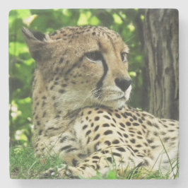 Porta-copo De Pedra Cheetah