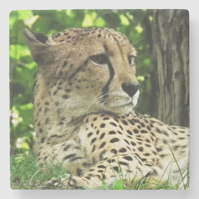 Porta-copo De Pedra Cheetah (Frente)